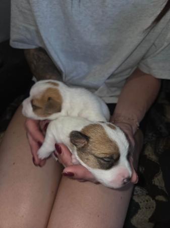 Jack Russell Terrier puppy for sale by JESTAMES
