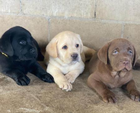 Labrador Retriever puppy for sale by CEDERSANDSLABRADORS
