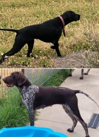 German Shorthaired Pointer puppy for sale by GETEMUP