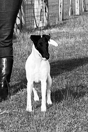 Fox Terrier (Smooth) for sale by PINNACLEAUST