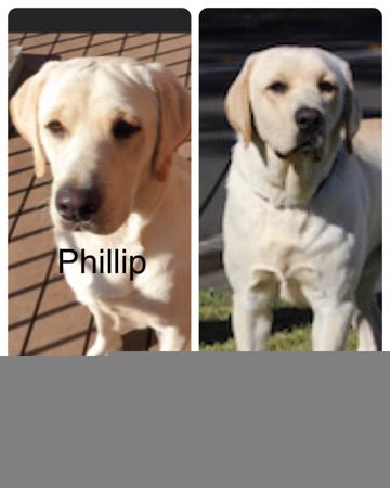 Labrador Retriever for sale by BAYDRIFT