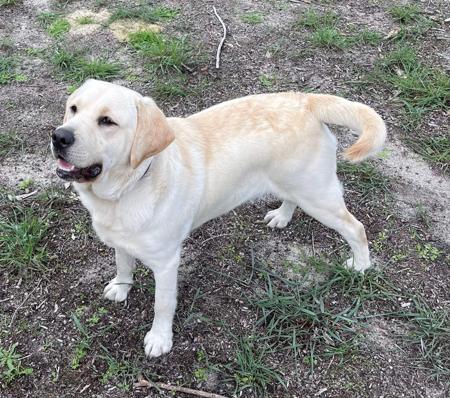 Labrador Retriever for sale by BAYDRIFT