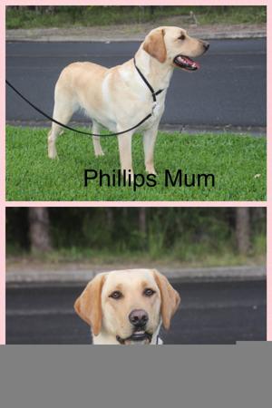 Labrador Retriever for sale by BAYDRIFT