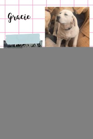 Labrador Retriever for sale by BAYDRIFT