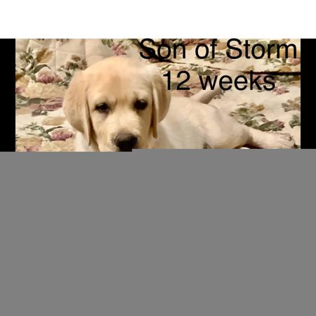 Labrador Retriever for sale by BAYDRIFT