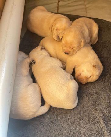 Labrador Retriever puppy for sale by BAYDRIFT