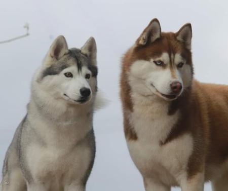 Siberian Husky for sale by NIGHTVIZN