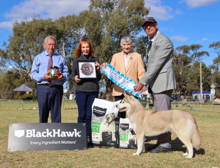 Siberian Husky for sale by NIGHTVIZN