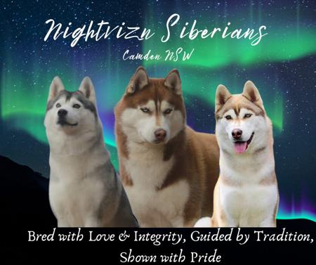 Siberian Husky for sale by NIGHTVIZN
