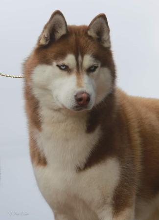 Siberian Husky puppy for sale by FIKNIGHT