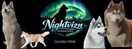 Siberian Husky for sale by FIKNIGHT