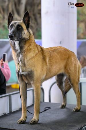 Belgian Shepherd Dog (Malinois) for sale by BELENGERE