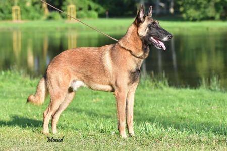 Belgian Shepherd Dog (Malinois) for sale by BELENGERE