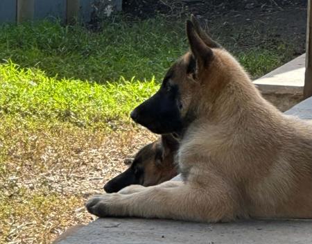 Belgian Shepherd Dog (Malinois) for sale by BELENGERE