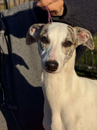 Whippet dog for sale by CALAHORRA