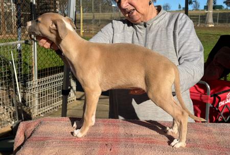 Whippet puppy for sale by CALAHORRA