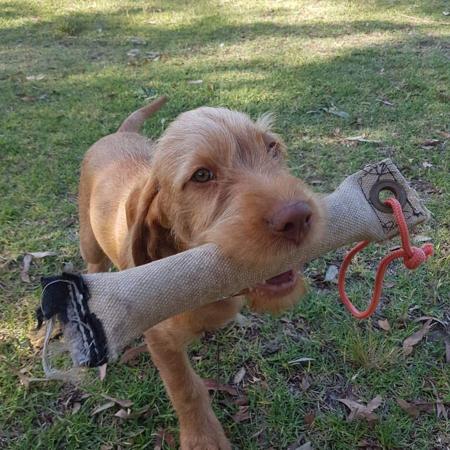 Hungarian Wirehaired Vizsla for sale by HUNMAG