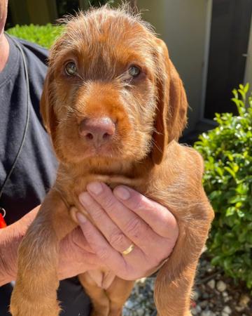 Hungarian Wirehaired Vizsla for sale by HUNMAG