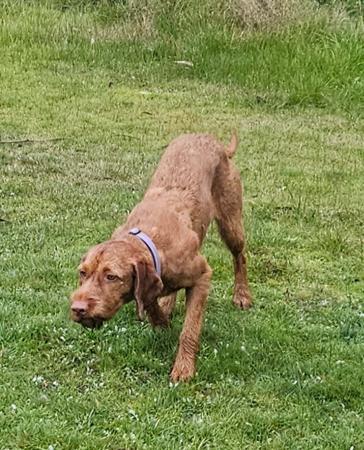 Hungarian Wirehaired Vizsla for sale by HUNMAG