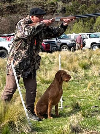 Hungarian Wirehaired Vizsla for sale by HUNMAG