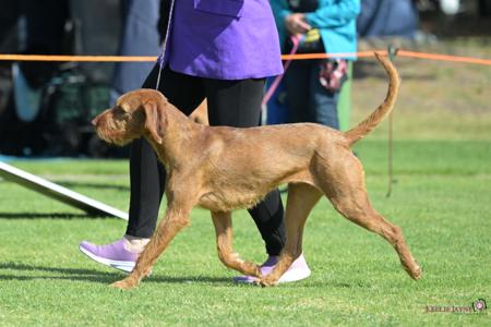Hungarian Wirehaired Vizsla for sale by HUNMAG