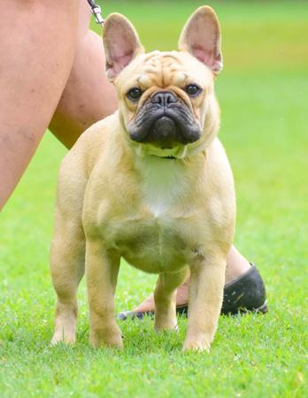 French Bulldog for sale by STARZLECHIEN