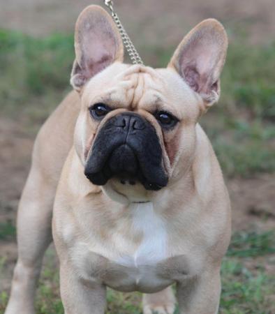French Bulldog for sale by STARZLECHIEN