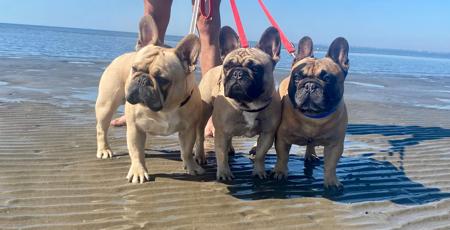 French Bulldog for sale by STARZLECHIEN