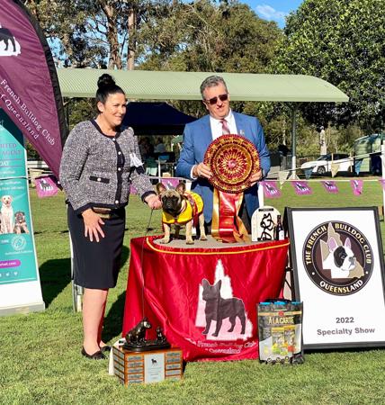 French Bulldog for sale by STARZLECHIEN