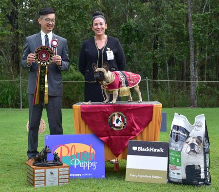 French Bulldog for sale by STARZLECHIEN