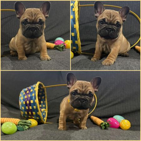 French Bulldog puppy for sale by STARZLECHIEN