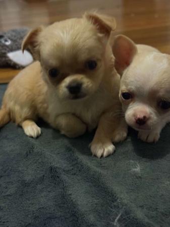 Chihuahua (Long Coat) puppy for sale by COURT