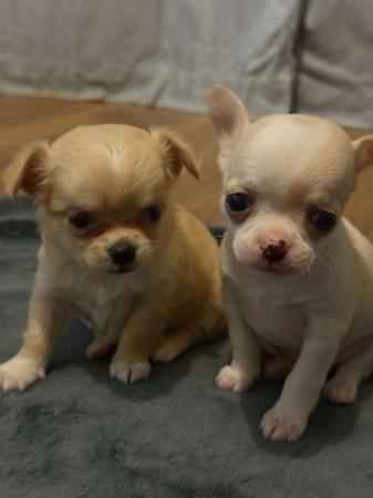 Chihuahua (Smooth Coat) puppy for sale by COURT