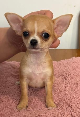 Chihuahua (Smooth Coat) puppy for sale by COURT