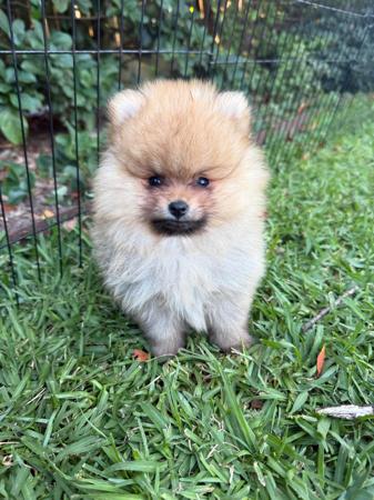 Pomeranian puppy for sale by DRAGOTSENYE