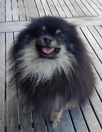 Pomeranian puppy for sale by DRAGOTSENYE