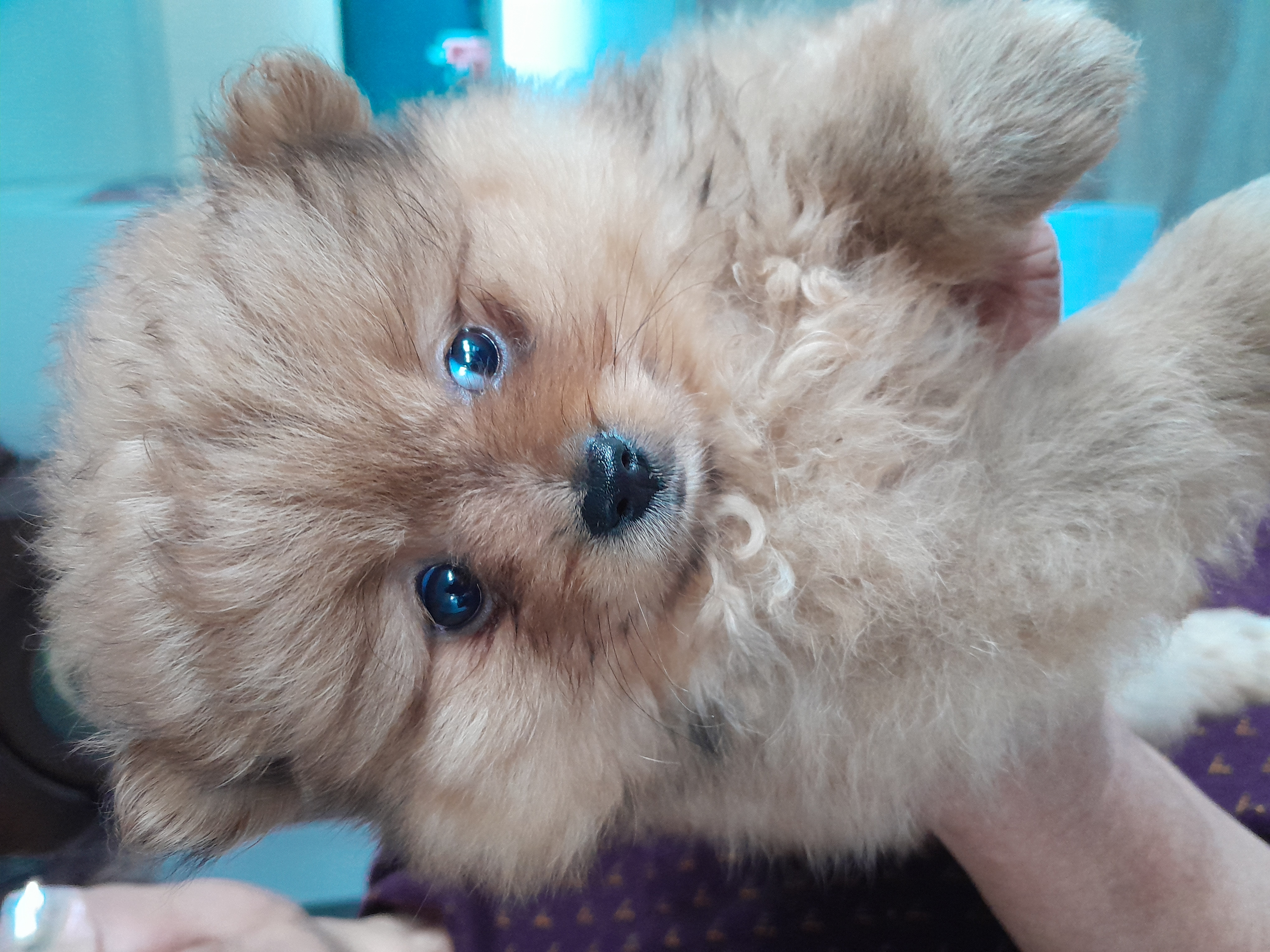 Pomeranian puppy for sale by DRAGOTSENYE