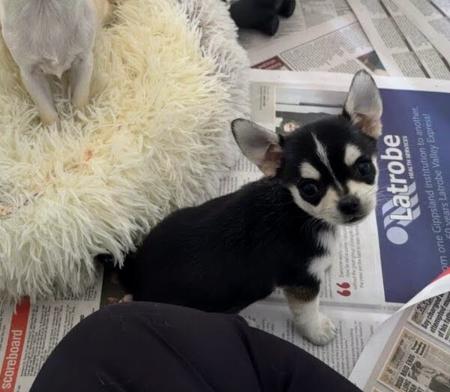 Chihuahua (Smooth Coat) puppy for sale by TRULORE