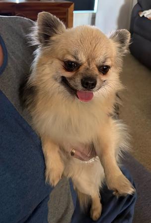 Tarquila Legendary Wolf Chihuahua (Long Coat)