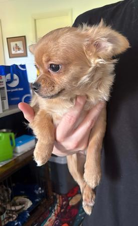 Chihuahua (Long Coat) puppy for sale by TRULORE