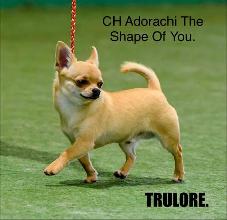 Chihuahua (Smooth Coat) for sale by TRULORE