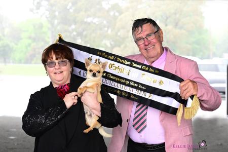Chihuahua (Smooth Coat) for sale by TRULORE