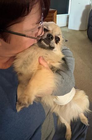 Chihuahua (Smooth Coat) for sale by TRULORE