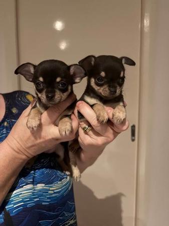 Chihuahua (Smooth Coat) for sale by TRULORE