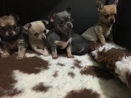 Chihuahua (Smooth Coat) for sale by TRULORE