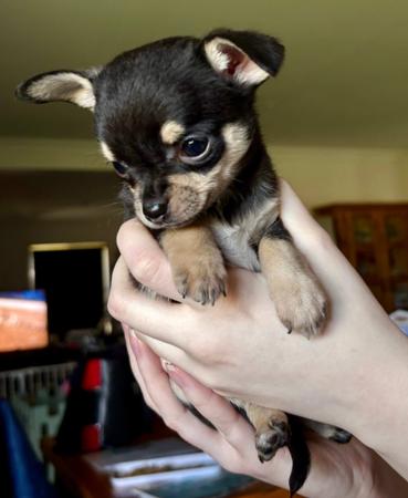 Chihuahua (Smooth Coat) for sale by TRULORE