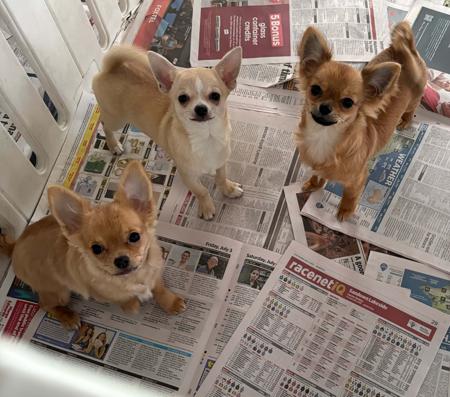 Chihuahua (Smooth Coat) for sale by TRULORE