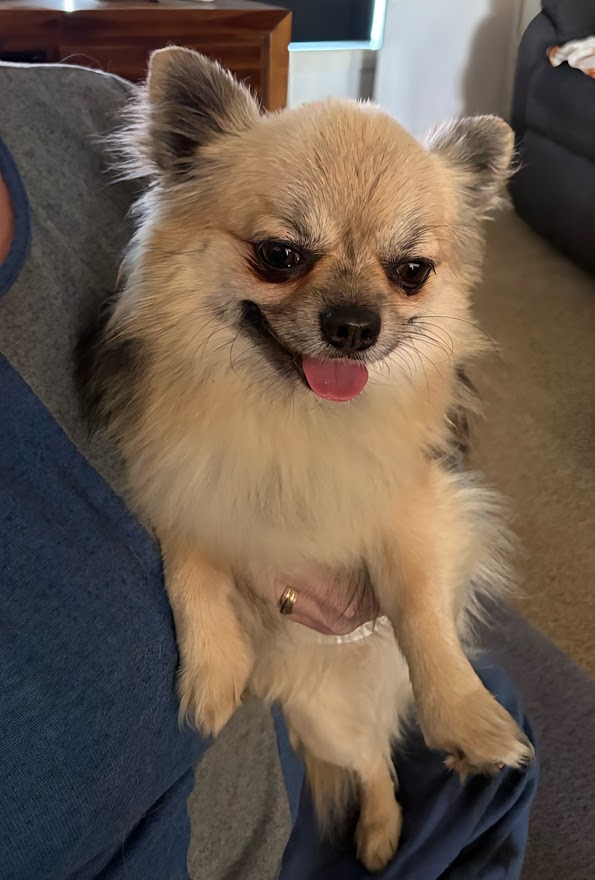 Chihuahua (Long Coat) for sale by TRULORE
