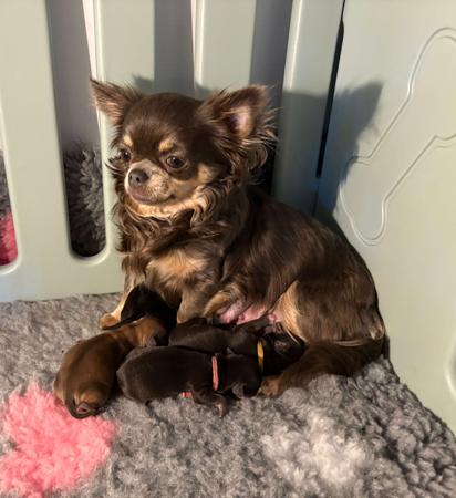 Chihuahua (Long Coat) for sale by TRULORE