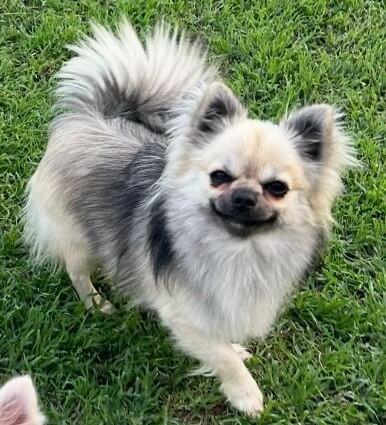 Chihuahua (Long Coat) for sale by TRULORE